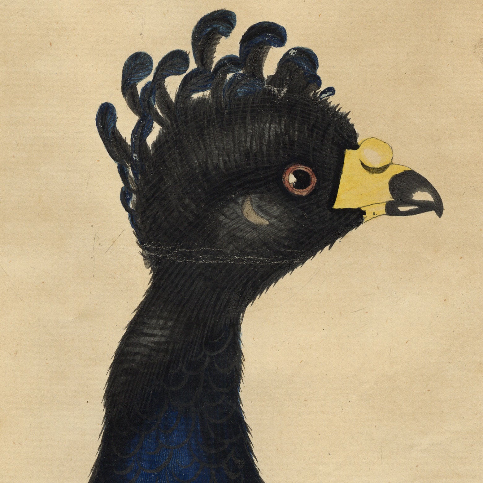 William Hayes, Male Yellow-knobbed Curassow Bird – c.1780s hand-coloured etching