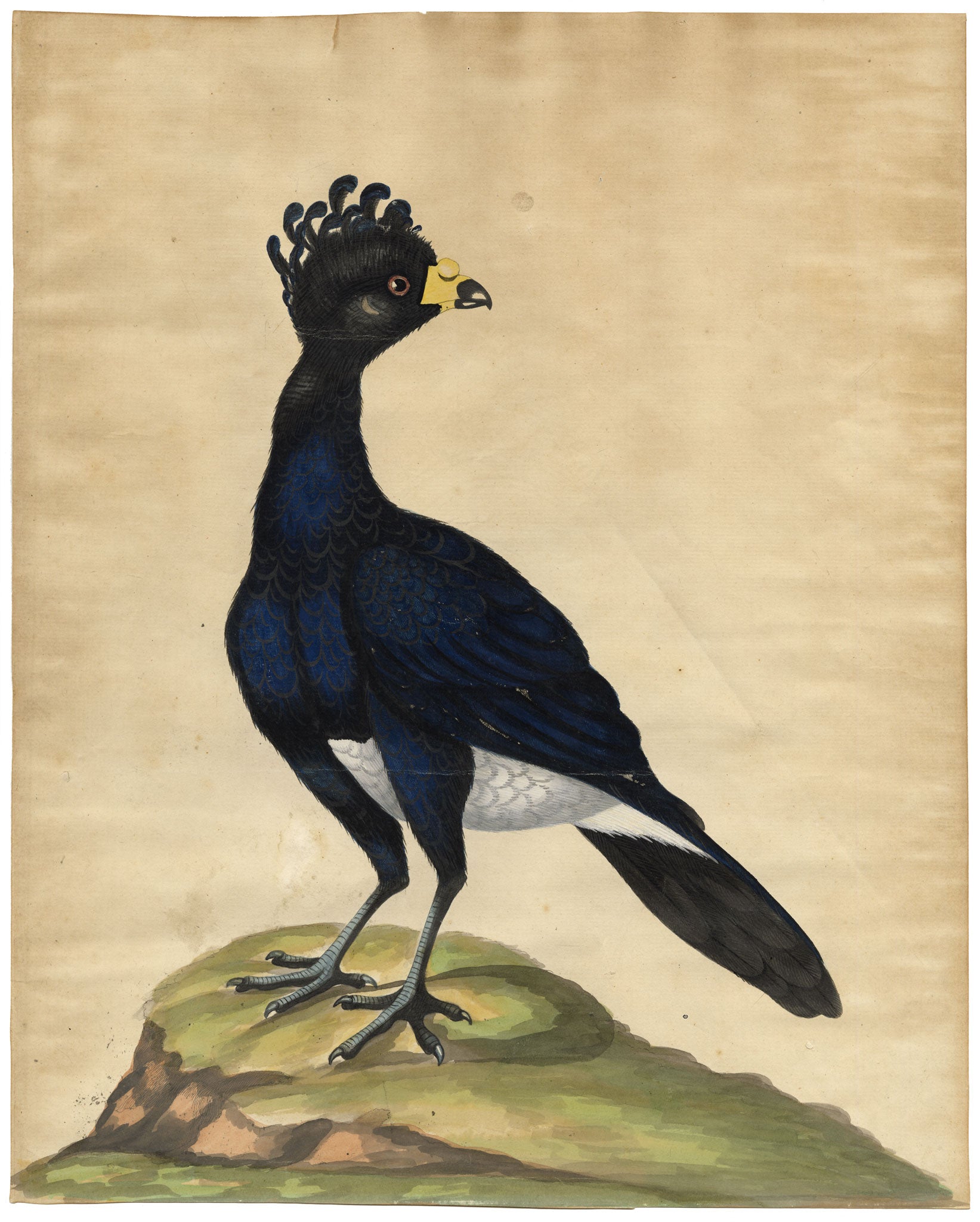 William Hayes, Male Yellow-knobbed Curassow Bird – c.1780s hand-coloured etching