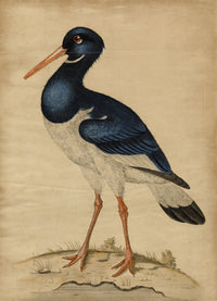 William Hayes, Sea Pie Oystercatcher Bird – c.1775 hand-coloured etching