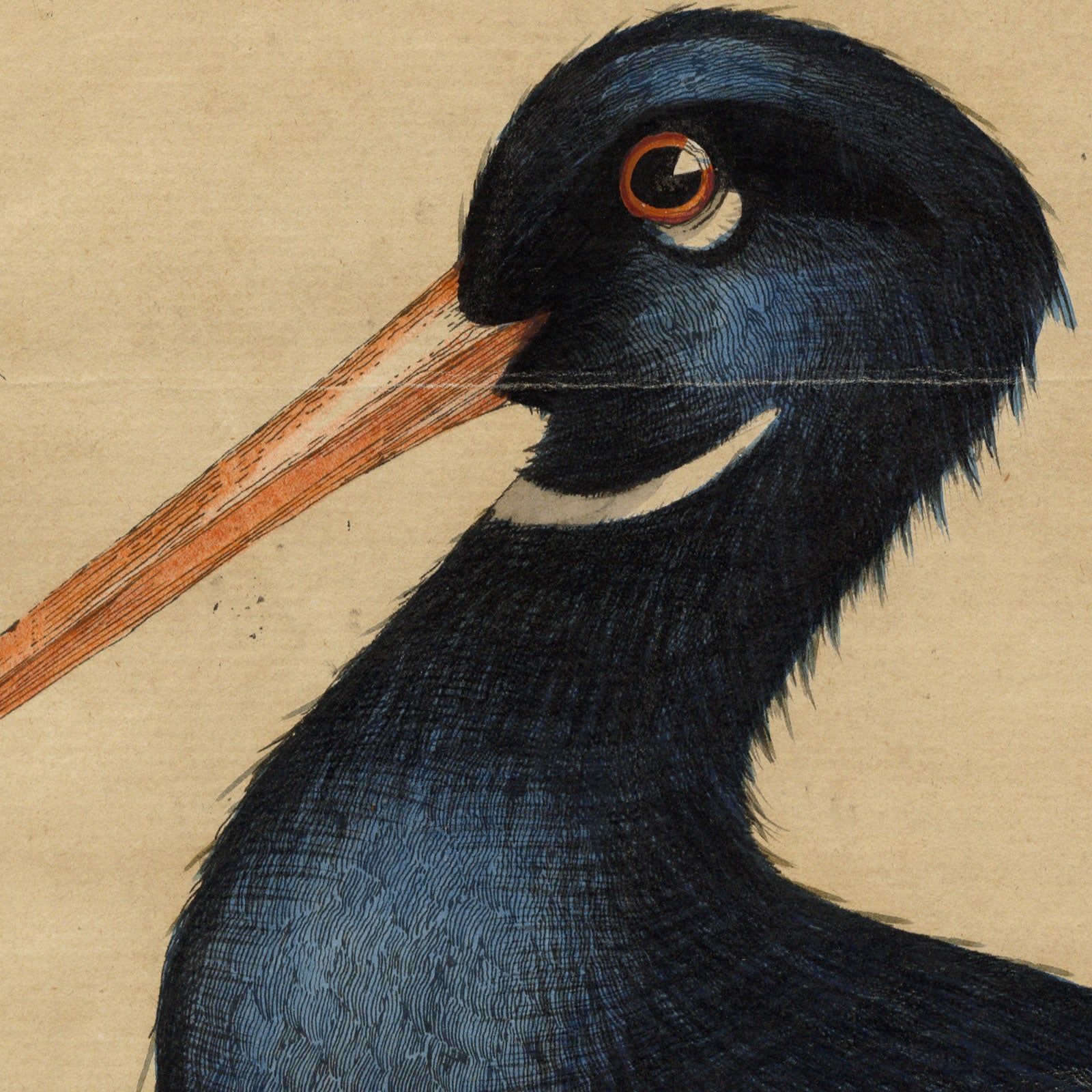 William Hayes, Sea Pie Oystercatcher Bird – c.1775 hand-coloured etching