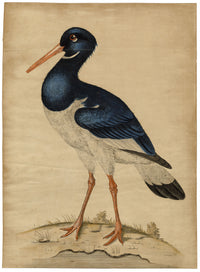 William Hayes, Sea Pie Oystercatcher Bird – c.1775 hand-coloured etching