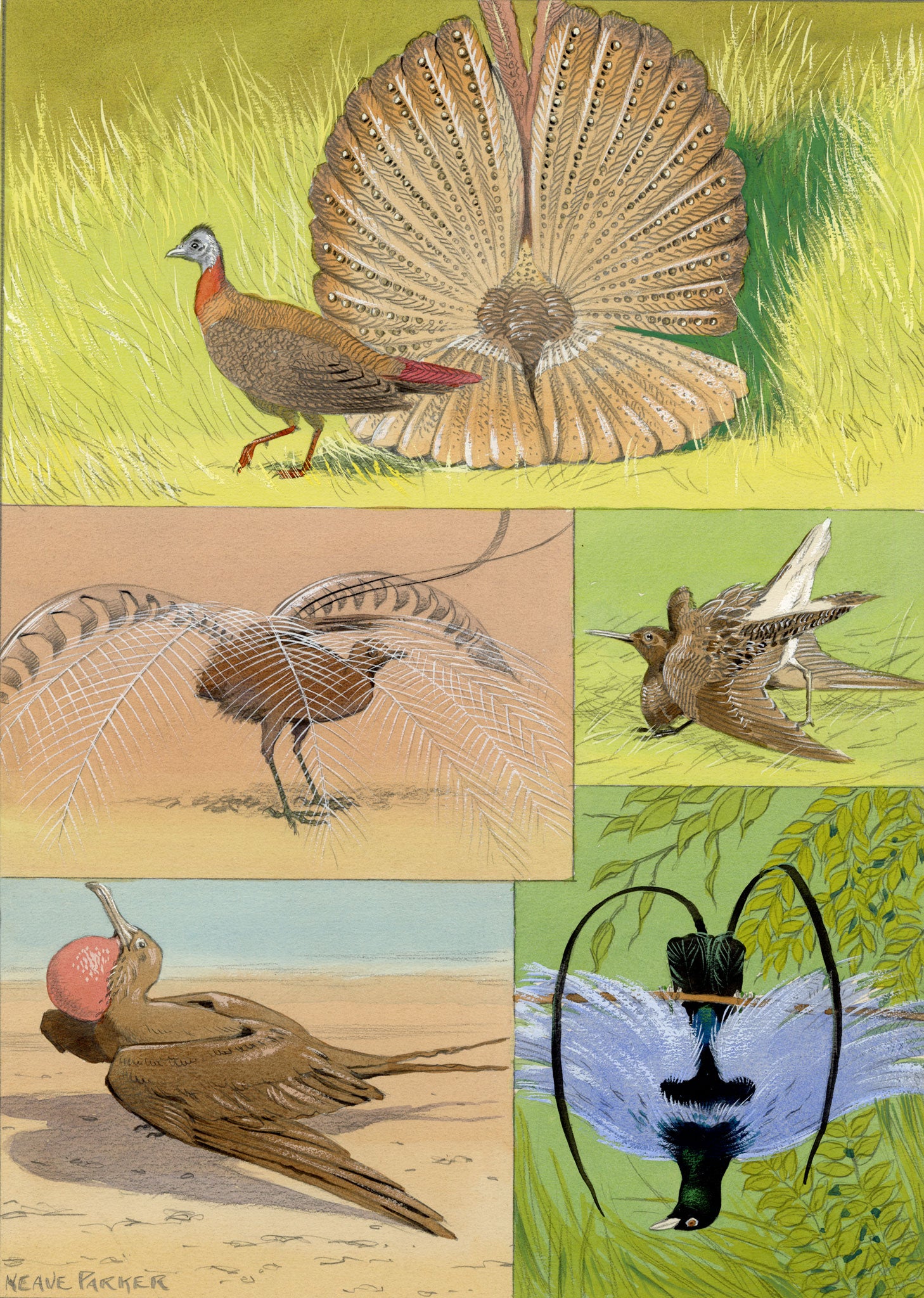 William Neave Parker, Bird Courtship Illustration – c.1950 gouache painting
