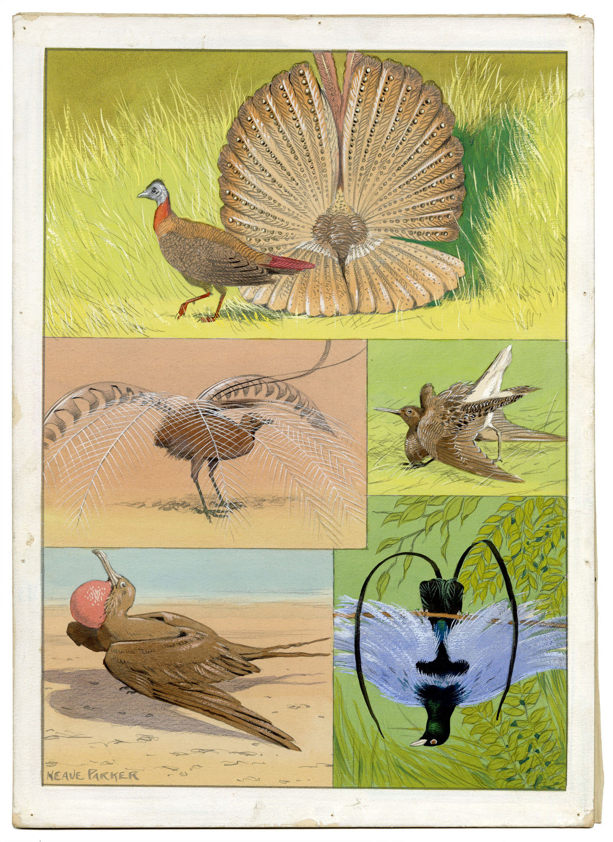 William Neave Parker, Bird Courtship Illustration – c.1950 gouache painting
