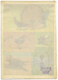 William Neave Parker, Bird Courtship Illustration – c.1950 gouache painting