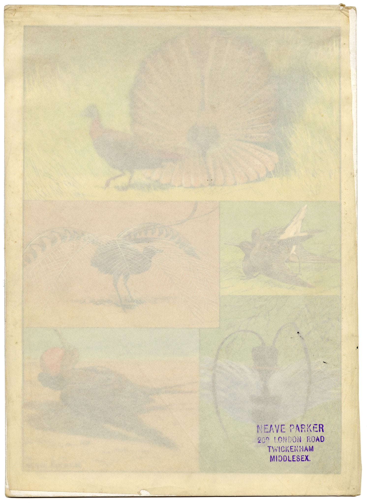 William Neave Parker, Bird Courtship Illustration – c.1950 gouache painting