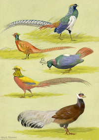 William Neave Parker, Pheasants Bird Illustration – c.1950 gouache painting