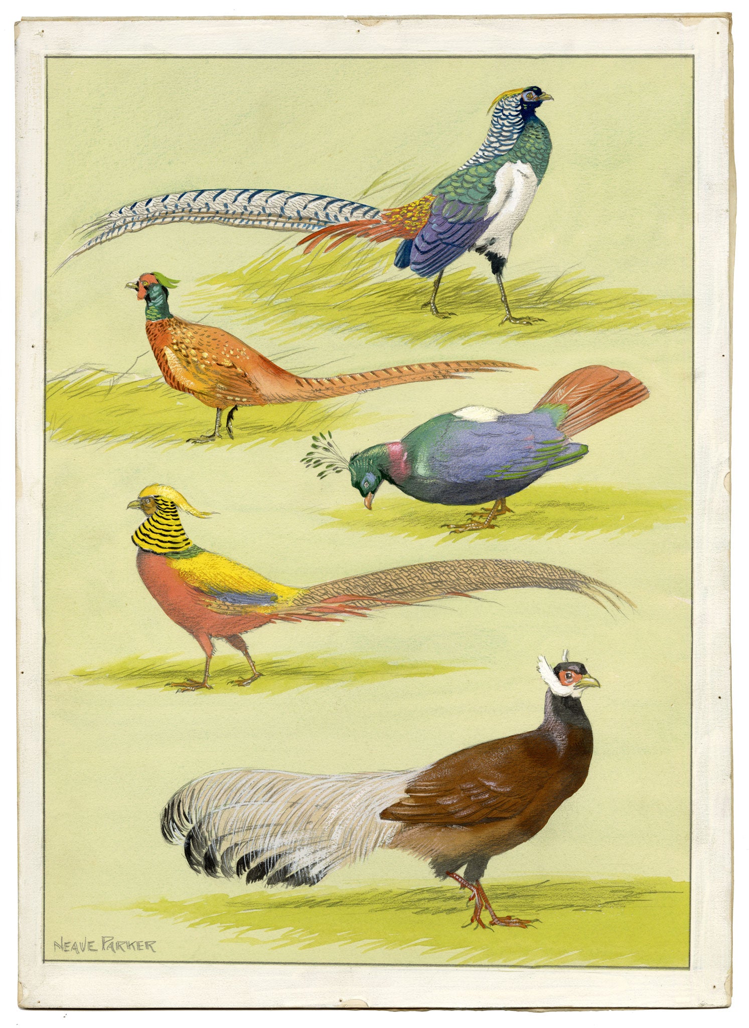 William Neave Parker, Pheasants Bird Illustration – c.1950 gouache painting