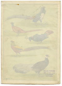 William Neave Parker, Pheasants Bird Illustration – c.1950 gouache painting