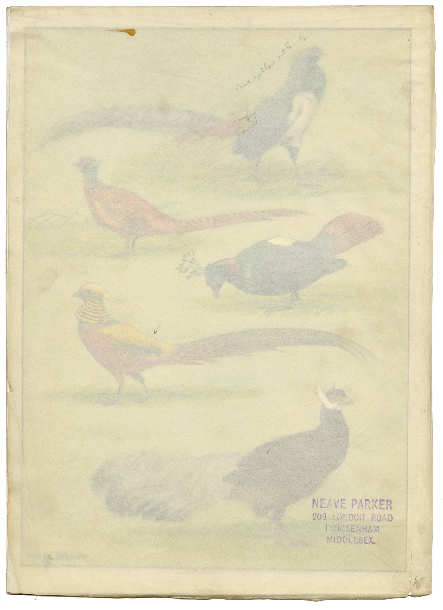 William Neave Parker, Pheasants Bird Illustration – c.1950 gouache painting