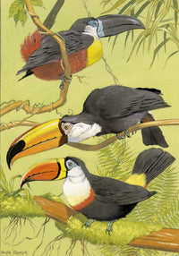 William Neave Parker, Toucan Birds Illustration – c.1950 gouache painting