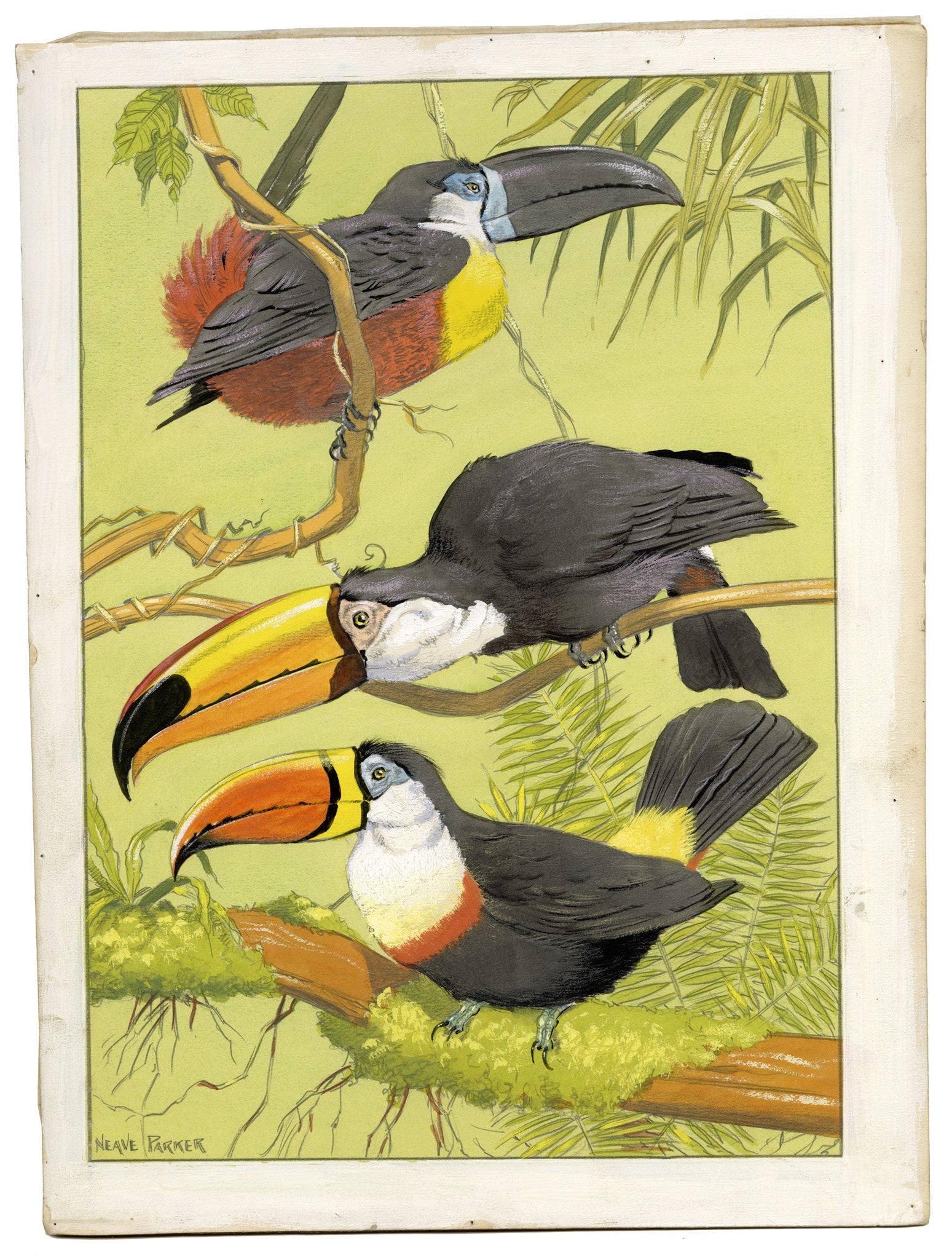 William Neave Parker, Toucan Birds Illustration – c.1950 gouache painting