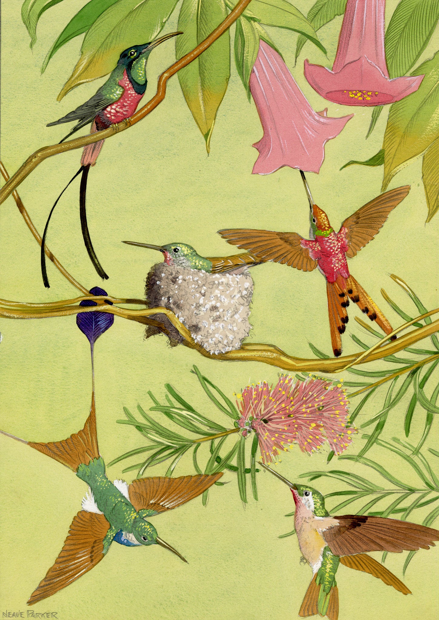 William Neave Parker, Hummingbirds Illustration – c.1950 gouache painting