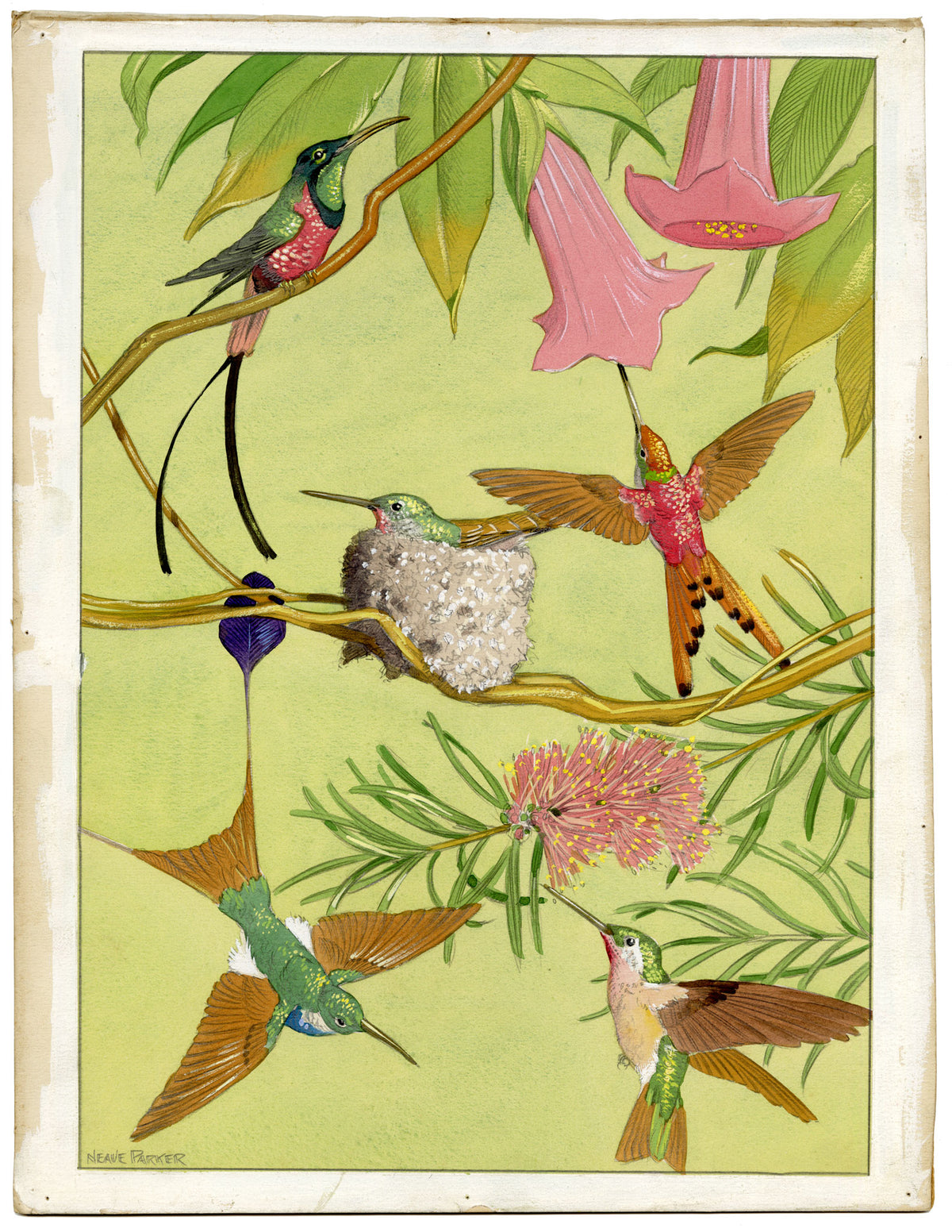 William Neave Parker, Hummingbirds Illustration – c.1950 gouache painting