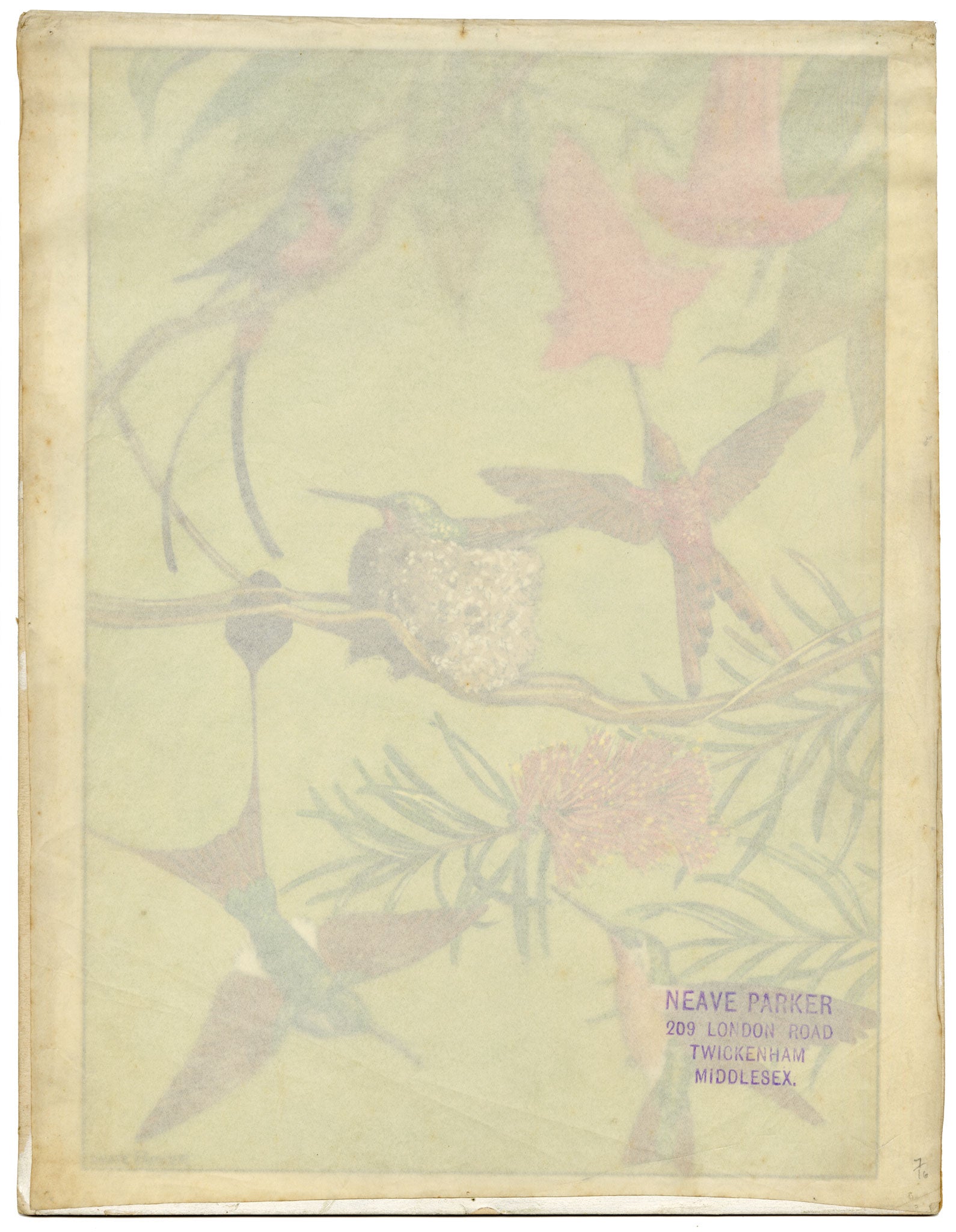 William Neave Parker, Hummingbirds Illustration – c.1950 gouache painting