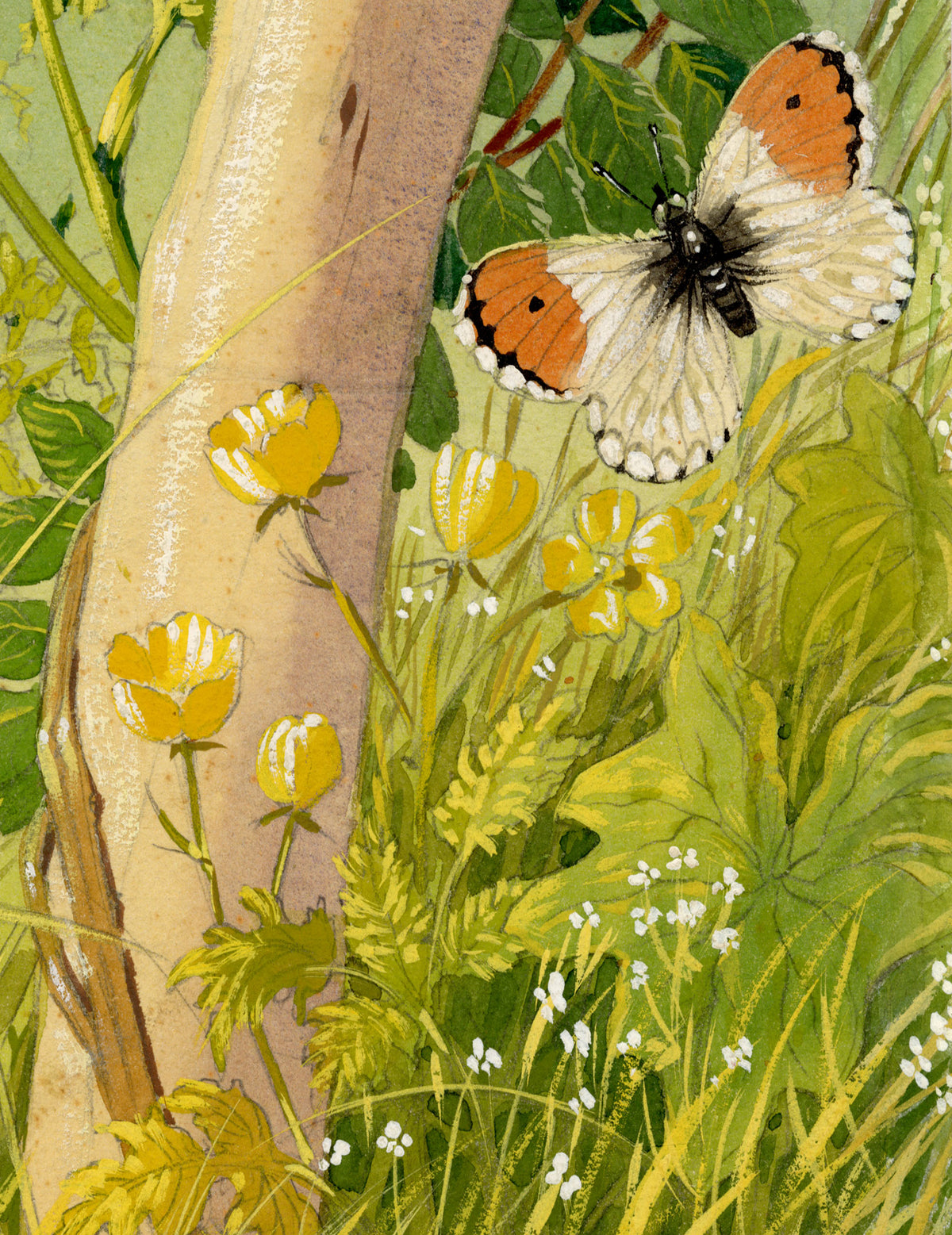 William Neave Parker, Orange-tip Butterfly among Buttercups – c.1950 gouache painting