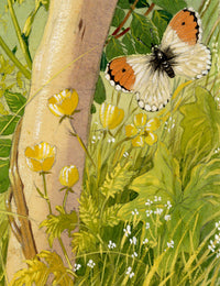 William Neave Parker, Orange-tip Butterfly among Buttercups – c.1950 gouache painting