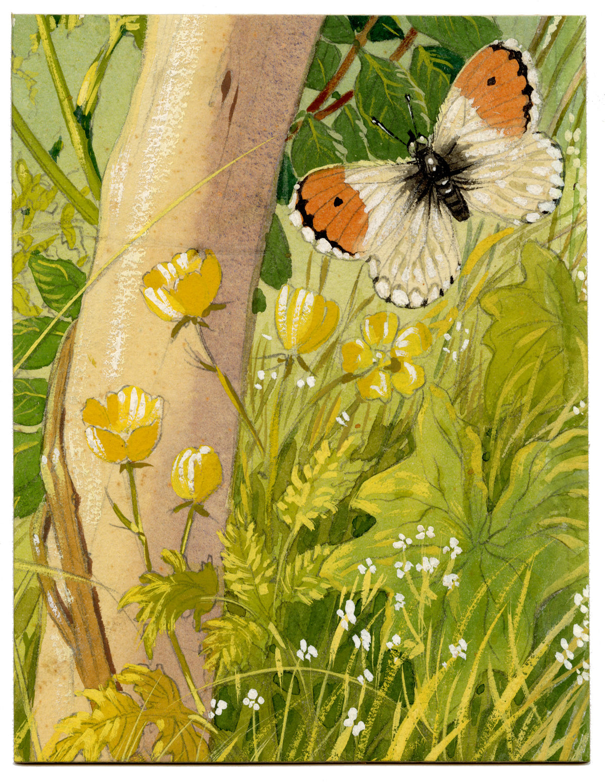 William Neave Parker, Orange-tip Butterfly among Buttercups – c.1950 gouache painting