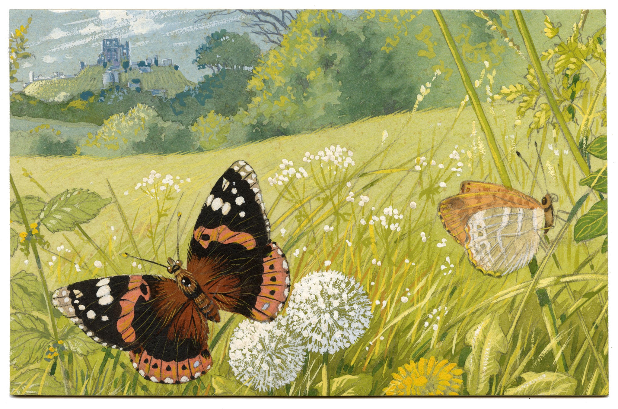 William Neave Parker, Butterflies in Summer Meadow – c.1950 gouache painting
