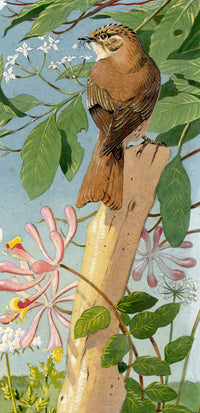 William Neave Parker, Treecreeper Bird with Honeysuckle – c.1950 gouache painting