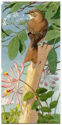 William Neave Parker, Treecreeper Bird with Honeysuckle – c.1950 gouache painting