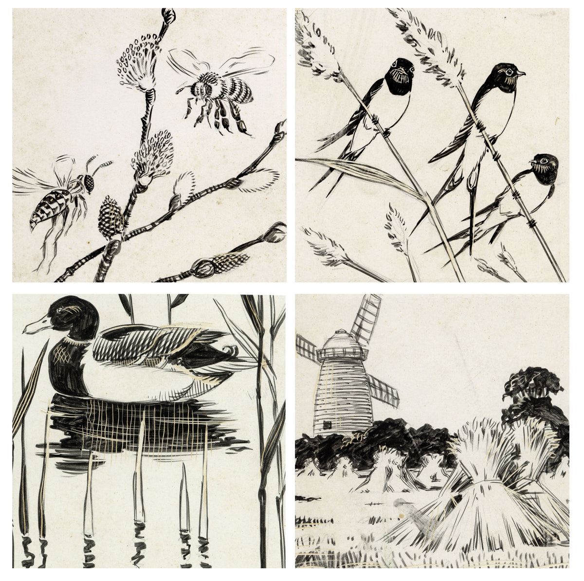 William Neave Parker, Set of 4 Springtime Nature Illustrations – c.1950 pen & ink drawing