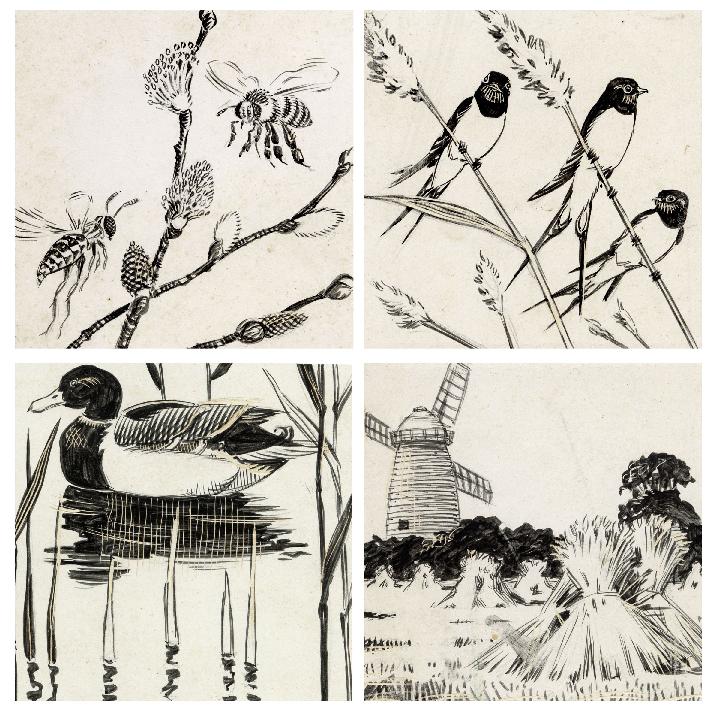 William Neave Parker, Set of 4 Springtime Nature Illustrations – c.1950 pen & ink drawing