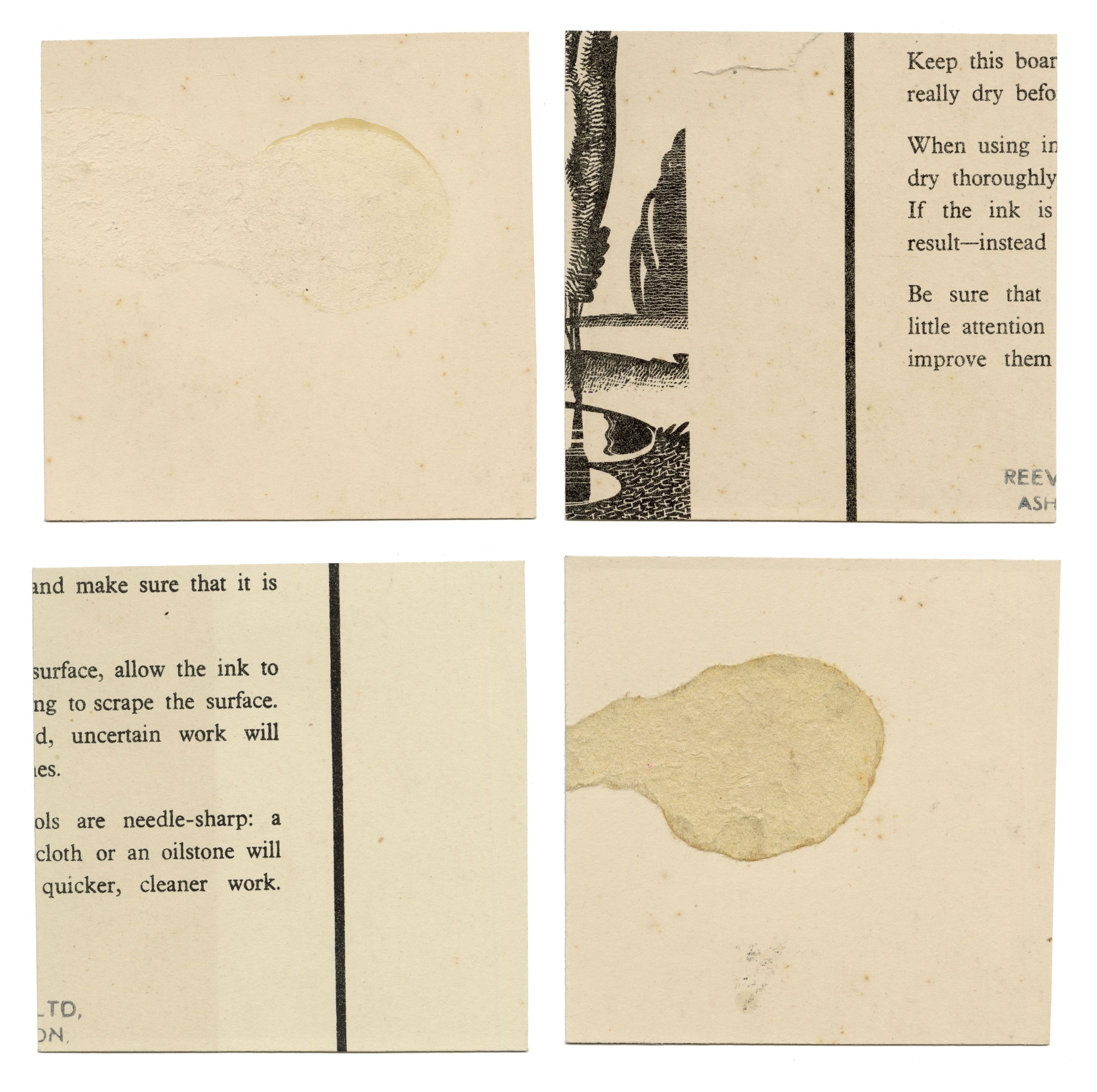 William Neave Parker, Set of 4 Springtime Nature Illustrations – c.1950 pen & ink drawing