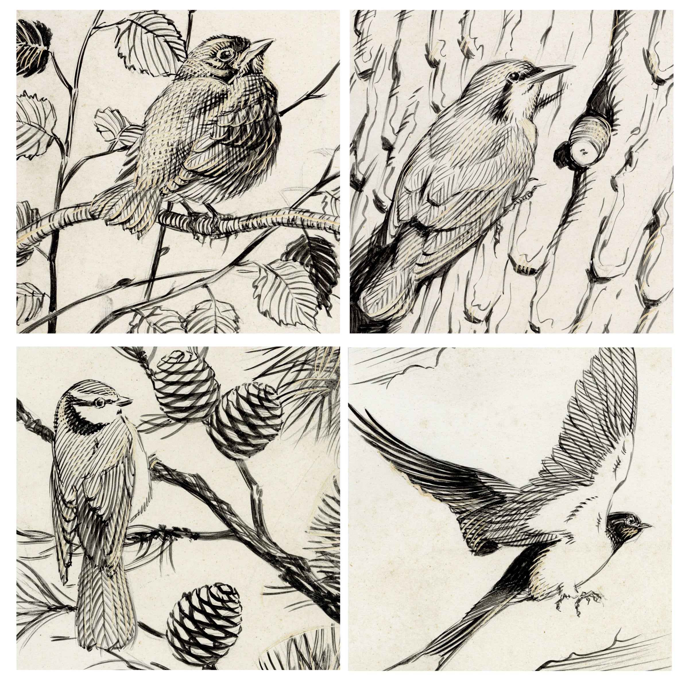 William Neave Parker, Set of 4 British Bird Illustrations – c.1950 pen & ink drawing