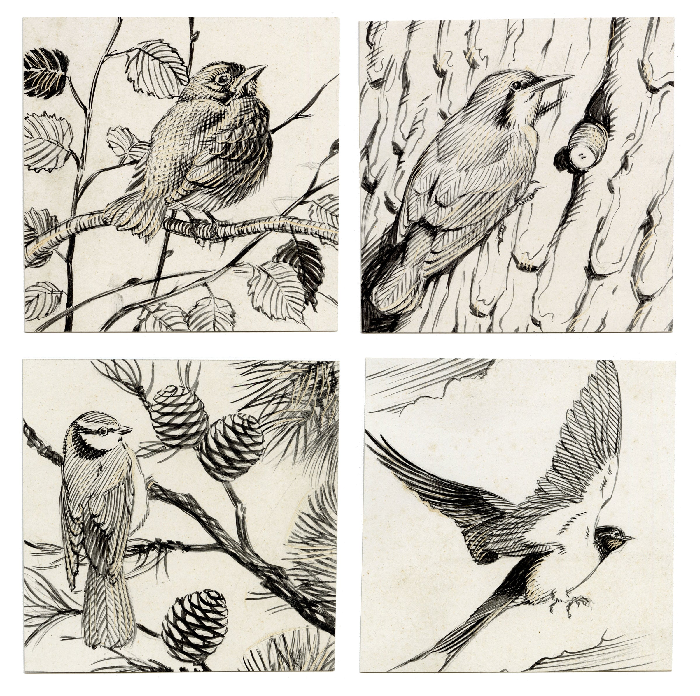 William Neave Parker, Set of 4 British Bird Illustrations – c.1950 pen & ink drawing