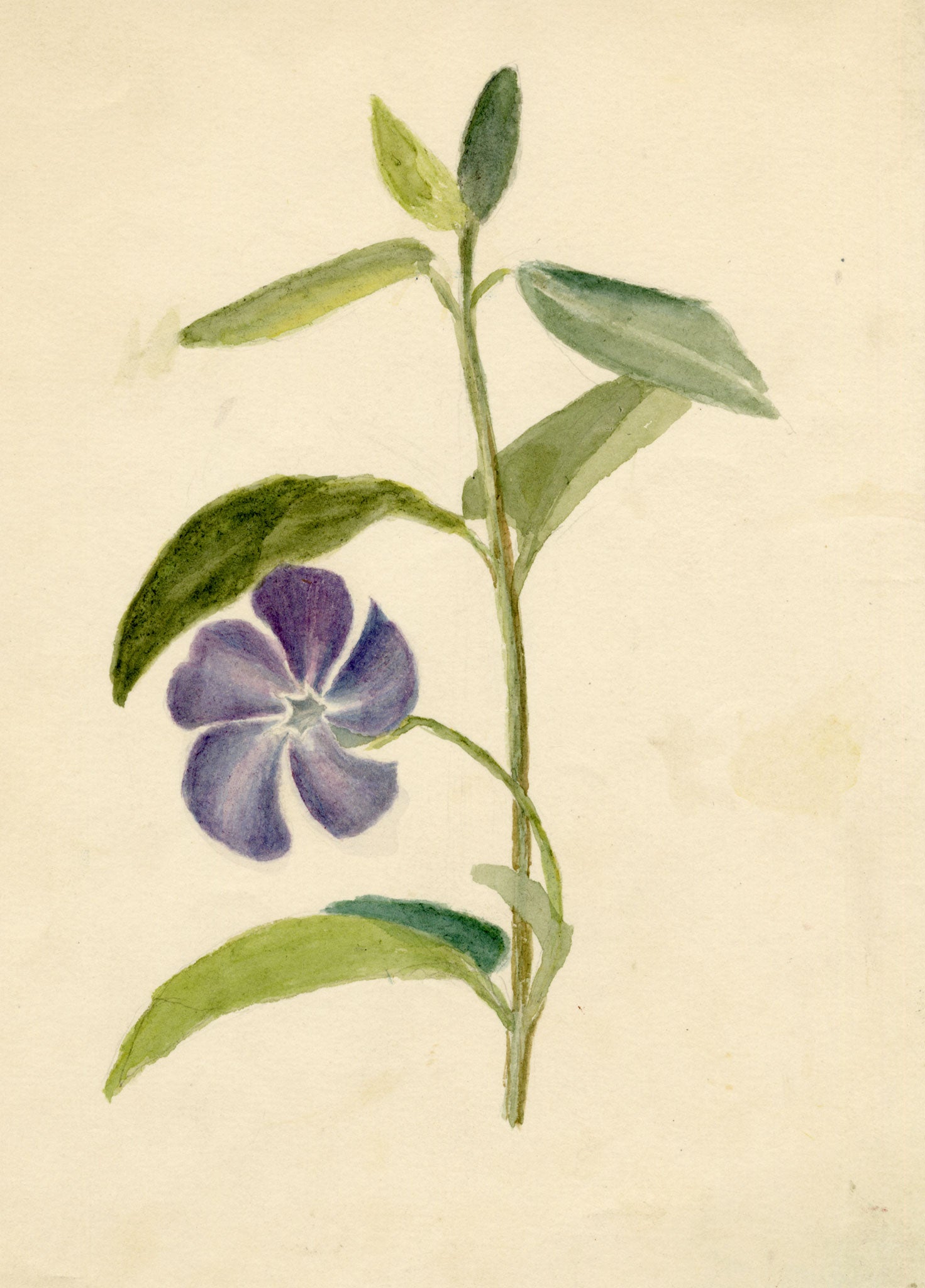 Keswick Sketching Club, Periwinkle Flower Study – 1870s watercolour painting