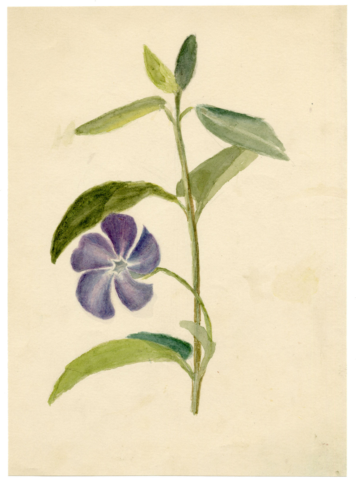 Keswick Sketching Club, Periwinkle Flower Study – 1870s watercolour painting