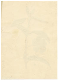 Keswick Sketching Club, Periwinkle Flower Study – 1870s watercolour painting