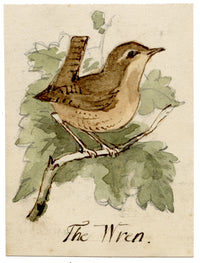 C.H., Wren Bird – c.1850s watercolour painting