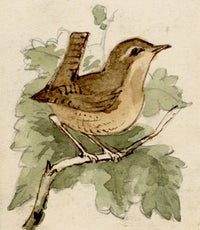 C.H., Wren Bird – c.1850s watercolour painting