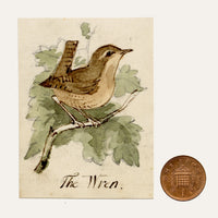 C.H., Wren Bird – c.1850s watercolour painting