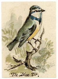 C.H., Blue Tit Bird – c.1850s watercolour painting