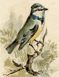 C.H., Blue Tit Bird – c.1850s watercolour painting