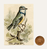 C.H., Blue Tit Bird – c.1850s watercolour painting