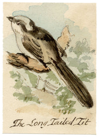 C.H., Long-Tailed Tit Bird – c.1850s watercolour painting