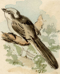 C.H., Long-Tailed Tit Bird – c.1850s watercolour painting