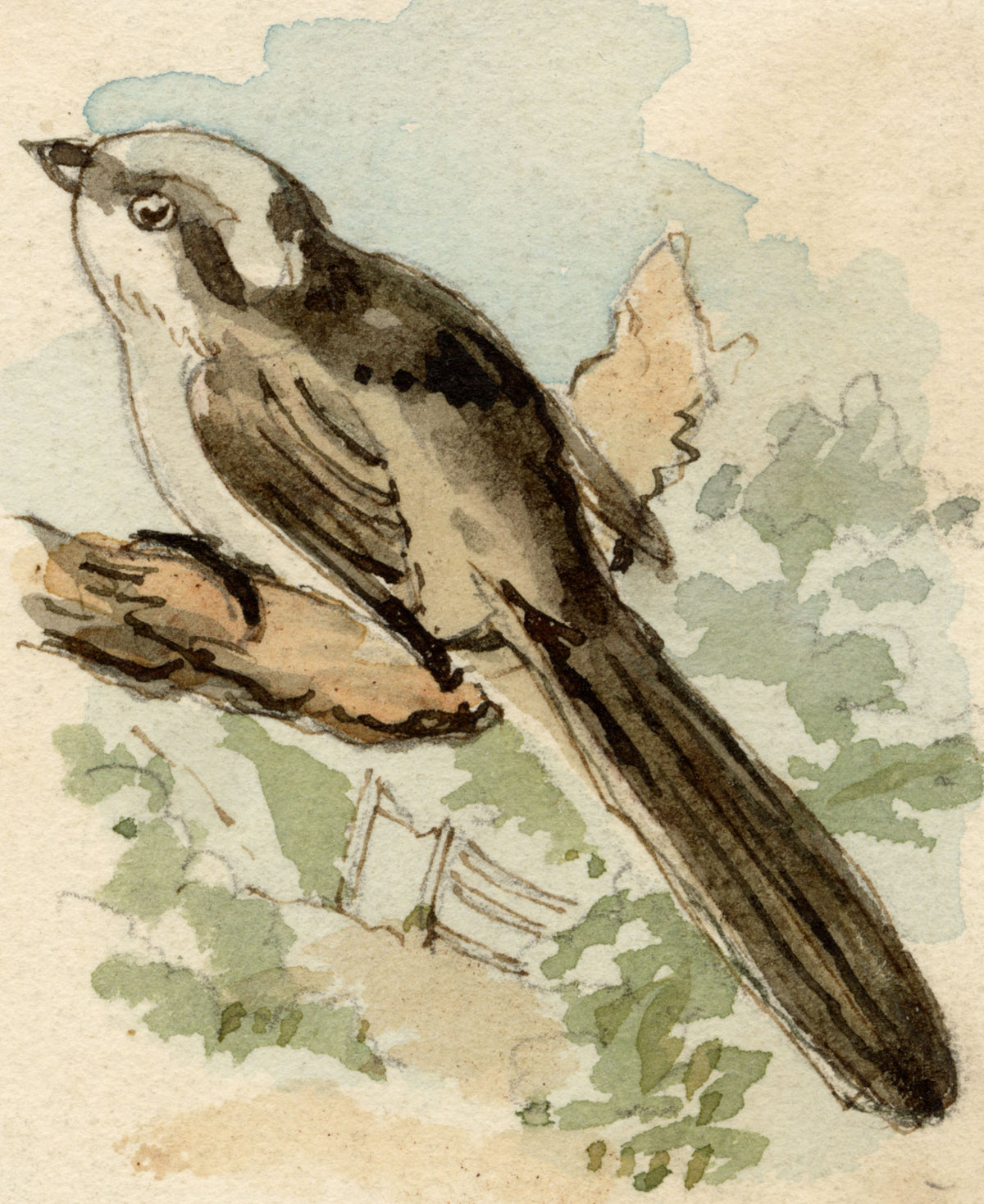 C.H., Long-Tailed Tit Bird – c.1850s watercolour painting