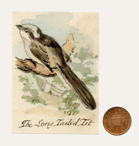C.H., Long-Tailed Tit Bird – c.1850s watercolour painting