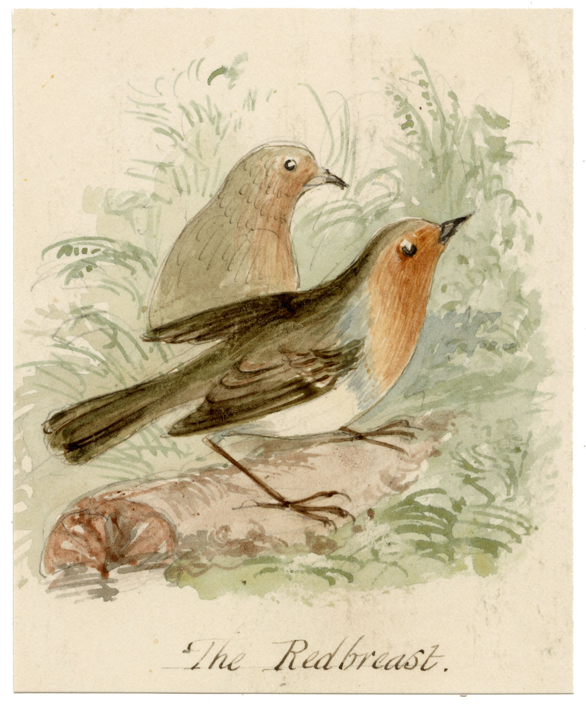 C.H., Robin Redbreast Birds – c.1850s watercolour painting
