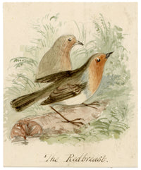 C.H., Robin Redbreast Birds – c.1850s watercolour painting