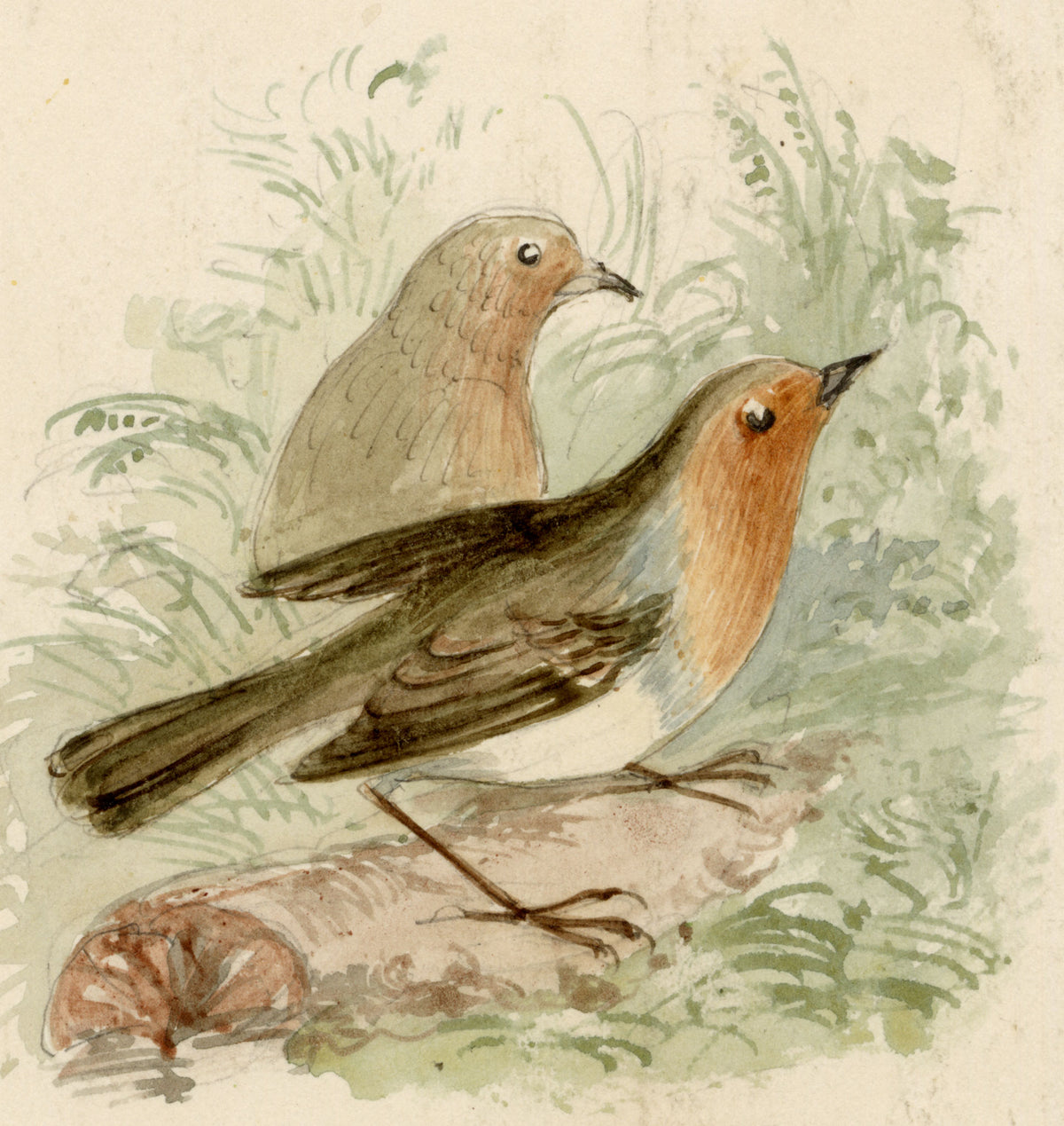 C.H., Robin Redbreast Birds – c.1850s watercolour painting