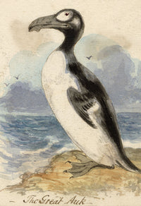 C.H., Great Auk Bird – c.1850s watercolour painting