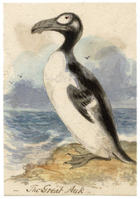 C.H., Great Auk Bird – c.1850s watercolour painting