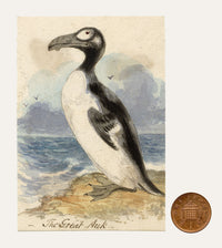 C.H., Great Auk Bird – c.1850s watercolour painting