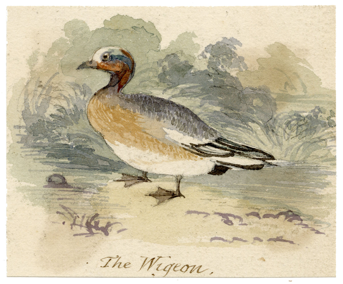 C.H., Wigeon Duck – c.1850s watercolour painting