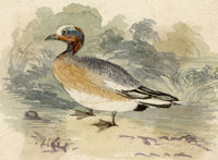 C.H., Wigeon Duck – c.1850s watercolour painting